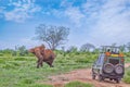 People on safari watch an elephant from off-road car in Tsavo East, Kenya. It is a wildlife photo from Africa. Royalty Free Stock Photo