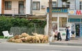 People sale sheeps during Bakrid festival Eid al-Adha. Baku