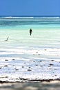 People and seaweed in the blue lagoon relax zanzibar africa