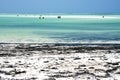 People and seaweed the blue lagoon of zanzibar africa