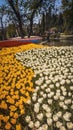 International Tulip Feast, Istanbul, Turkey