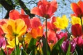 International Tulip Feast, Istanbul, Turkey