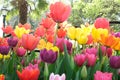 International Tulip Feast, Istanbul, Turkey