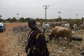 People selling cows near a landfill in the outskirts of the city of Bissau, in Guinea-Bissau, West Africa.