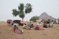 People selling grass stalks to Hindu passersby for them to feed to the cows, Pushkar, India