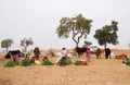 People selling grass stalks to Hindu passersby for them to feed to the cows, Pushkar, India