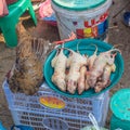 Rooster and Rats for sale at Lao market. Phonsavanh, Laos
