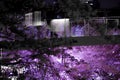 People in silhouette to see the sights and going to see cherry blossoms at night