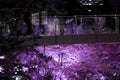 People in silhouette to see the sights and going to see cherry blossoms at night