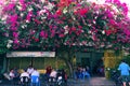 People sit under colorful bougainvillea flower trellis for coffee time