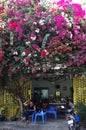 People sit under colorful bougainvillea flower trellis for coffee time