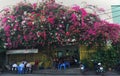 People sit under colorful bougainvillea flower trellis for coffee time