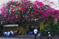 People sit under colorful bougainvillea flower trellis for coffee time