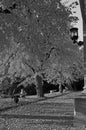 People sitting on a bank under golden leaves and trees in the park at New minster church in ZÃÂ¼rich-Seefeld