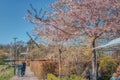 People sitting by a blooming Sakura tree on a sunny day. Cherry tree are covered by pink blossoms while people enjoy the sunshine