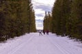 People skiing on a ski-trail between trees in a snow park Royalty Free Stock Photo
