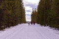 People skiing on a ski-trail between trees in a snow park