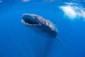 Whale shark on a Snorkeling Tour Royalty Free Stock Photo