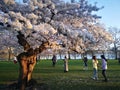 People spending time near a blossomed cherry tree at Saint James Park, London Royalty Free Stock Photo