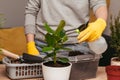 People spraying houseplant at home. Engaging hobby