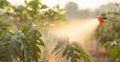 People spraying water or fertilizer to young tree in garden