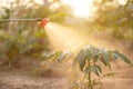 People spraying water or fertilizer to young tree in garden