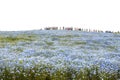 People stand at the top of hill of nemophila flowers field in hitachi seaside park japan Royalty Free Stock Photo