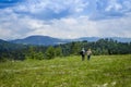 Summer hike in the Carpathian mountains Royalty Free Stock Photo