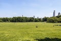 People sunbathing in central park, New York Royalty Free Stock Photo