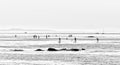 People are surfing SUP boards along the shoreline of San Diego California USA. A black and white photo in a minimalistic style