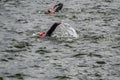 People swim at Challenge London