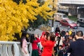 People taking photos of yellow leaves on gingko trees in Chengdu
