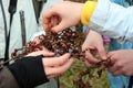 People tasting the sweet edible fruits of Japanese oriental raisin tree Hovenia dulcis