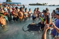 People Touching a Stingray in shallow water
