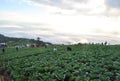 People Tour Cabbage Farm Phu tub berk Background Cloud on mountain Royalty Free Stock Photo