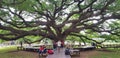 People travel to visit and seeing Giant Monkey Pod tree at Kanchanaburi, Thailand.