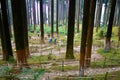 People trekking through the Magic dark mountain forest. Autumn forest scenery with rays of warm light. Mystic forest. Himalayan