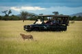 People in truck watch cheetah in grass