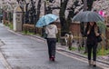 People With Umbrella At Meguro River During Cherry Blossoms Season, Tokyo, Japan Royalty Free Stock Photo