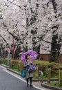 People With Umbrella At Meguro River During Cherry Blossoms Season, Tokyo, Japan Royalty Free Stock Photo