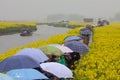 People with umbrellas, rainy season in Qiandao rape field, China