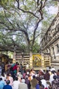 People under the bodhi tree Royalty Free Stock Photo