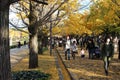 People under the Ginkgo trees in the park