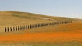 People in Uniform Marching in a Line Through an Orange Poppy Field Royalty Free Stock Photo
