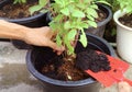 People Using Shovel to Add Soil into Potted Holy Basil Plant