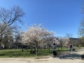 TORONTO, ONTARIO, CANADA - MAY 7, 2022: PEOPLE VISIT THE CHERRY BLOSSOM TREES AT TRINITY BELLWOODS PARK.