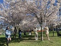 TORONTO, ONTARIO, CANADA - MAY 7, 2022: PEOPLE VISIT THE CHERRY BLOSSOM TREES AT TRINITY BELLWOODS PARK.