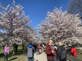 TORONTO, ONTARIO, CANADA - MAY 7, 2022: PEOPLE VISIT THE CHERRY BLOSSOM TREES AT TRINITY BELLWOODS PARK.