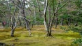 People visit the garden at Kinkaku temple in Kyoto, Japan