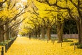 People visit yellow ginkgo trees and yellow ginkgo leaves at Ginkgo avenue. Royalty Free Stock Photo